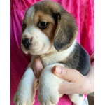 Beagle Cuccioli Piccola Taglia