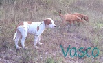 Adorabili Cuccioli American Staffordshire Terrier 90 Giorni 2regalasi - Foto n. 6
