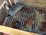 Conigli comuni