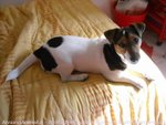 Jack Russell Pedigree Roi - Foto n. 2