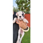 Meraviglioso Cucciolo Maschio di Boxer Bianco - Foto n. 1