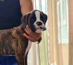 Bellissimi e Tenerissimi Cuccioli Maschi di Boxer di Altissima Genealogia - Foto n. 2