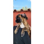 Bellissimi e Tenerissimi Cuccioli Maschi di Boxer di Altissima Genealogia - Foto n. 4