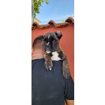 Cuccioli Boxer Fantastici - Foto n. 5