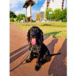 Cocker Spaniel Inglese Nero