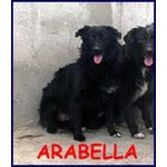 Arabella Cucciolona 10 mesi Simil Border Sogna una Mamma - Foto n. 1