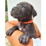 Cuccioli cane Corso