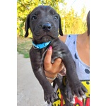 Cuccioli cane Corso - Foto n. 2