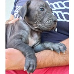 Cuccioli cane Corso - Foto n. 3