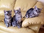 Gattini British Shorthair Black Silver Tabby - Maggio - Foto n. 4