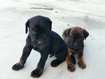 🐶 Cane Corso di 8 settimane (cucciolo) in vendita a Padova (PD) e in tutta Italia da privato