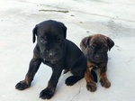 Cuccioli cane Corso Italiano - Foto n. 1