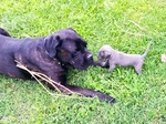 Cuccioli cane Corso Italiano - Foto n. 2