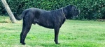 Cuccioli cane Corso Italiano - Foto n. 3