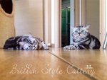 Gattini British Shorthair Black Silver Tabby - Maggio - Foto n. 5