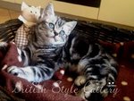 Gattini British Shorthair Black Silver Tabby - Maggio - Foto n. 6