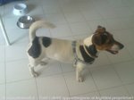 Jack Russell Pedigree Roi - Foto n. 4