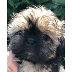 Cucciola shih tzu imperiale