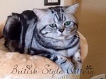 Gattini British Shorthair Black Silver Tabby - Maggio - Foto n. 9