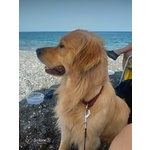 Privati Vendono Bellissimi Cuccioli di Golden Retriever Linea Anglo-Scozzese. - Foto n. 2