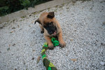 Cuccioli di Pastore Belga Malinois - Foto n. 1