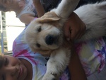 Privati Vendono Bellissimi Cuccioli di Golden Retriever Linea Anglo-Scozzese. - Foto n. 7