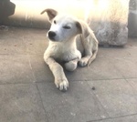 Ivo 7/8 mesi pelo Chiaro tg Media Meraviglioso sos Emergenza Cuccioli sud! Puglia - Foto n. 2