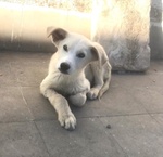 Ivo 7/8 mesi pelo Chiaro tg Media Meraviglioso sos Emergenza Cuccioli sud! Puglia - Foto n. 4