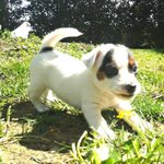 Cuccioli di jack Russell Terrier