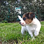 Cuccioli di jack Russell Terrier - Foto n. 3