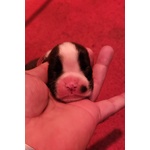 Cuccioli Boxer Allevamento