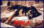 Perla mix Labrador Rottweiler vive Legata in Cortile