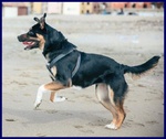 Perla mix Labrador Rottweiler vive Legata in Cortile - Foto n. 2
