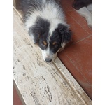 🐶 Australian Shepherd femmina di 1 anno e 10 mesi in vendita a Anghiari (AR) e in tutta Italia da privato