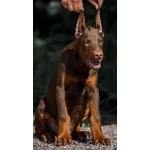 Cucciolo di Dobermann - Foto n. 1