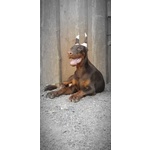 Cucciolo di Dobermann - Foto n. 2