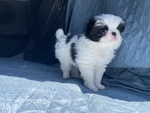 Japanese chin con Pedigree - Foto n. 2