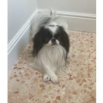 Japanese chin con Pedigree - Foto n. 3