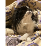 Japanese chin con Pedigree - Foto n. 4