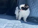 Japanese chin con Pedigree - Foto n. 6