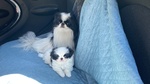 🐶 Chihuahua maschio di 3 mesi in vendita a Bergamo (BG) da privato
