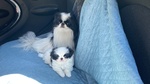 Japanese chin con Pedigree