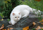 Cuccioli British Golden,golden Poin, blu e Lilac - Foto n. 1