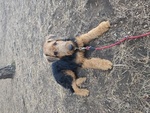 Cuccioli Airedale Terrier - Foto n. 3