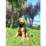 Cuccioli Airedale Terrier