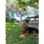 Cuccioli Airedale Terrier - Foto n. 4