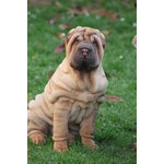 Cuccioli shar Pei