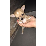 Chihuahua Toy