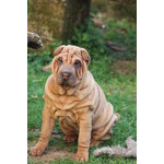 Cuccioli shar Pei - Foto n. 2