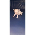 Chihuahua Toy - Foto n. 3